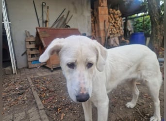 Simba - super sozialer Junghund , 1,5 Jahre- auf PS in 71254 Ditzingen