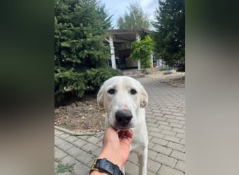 Simba - super sozialer Junghund , 1,5 Jahre- auf PS in 71254 Ditzingen
