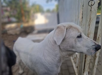 Simba - super sozialer Junghund , 1,5 Jahre- auf PS in 71254 Ditzingen