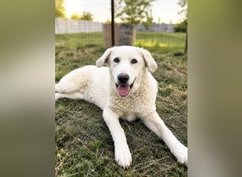 Simba - super sozialer Junghund , 1,5 Jahre- auf PS in 71254 Ditzingen