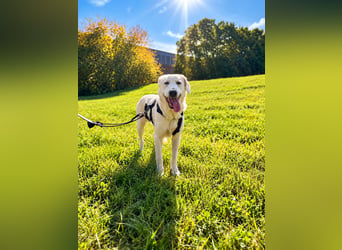 Simba - super sozialer Junghund , 1,5 Jahre- auf PS in 71254 Ditzingen