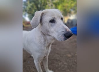 Simba - super sozialer Junghund , 1,5 Jahre- auf PS in 71254 Ditzingen