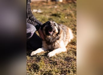 Schenkst du Buster ein tolles Zuhause?