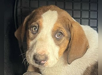 Nala ❤️ aktive, so verschmuste HSH-Mix Hündin