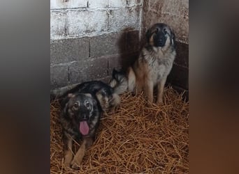 Zauberhafter Zorro - darf er einziehen? ❤