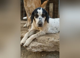 Ananda ❤️ liebe, treue Fellfreundin fürs Leben