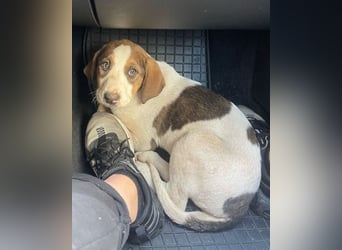Nala ❤️ aktive, so verschmuste HSH-Mix Hündin