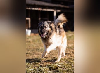 Schenkst du Buster ein tolles Zuhause?