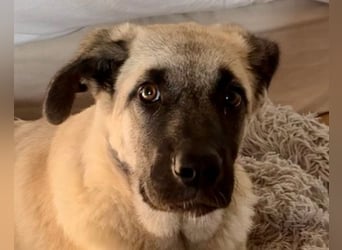 HSH-Mix LULU❤️ lebensfrohes Hundemädchen sucht dringend ein liebevolles Zuhause!