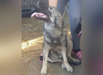 Zauberhafter Zorro - darf er einziehen? ❤