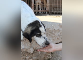 Ananda ❤️ liebe, treue Fellfreundin fürs Leben