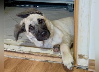 HSH-Mix LULU❤️ lebensfrohes Hundemädchen sucht dringend ein liebevolles Zuhause!
