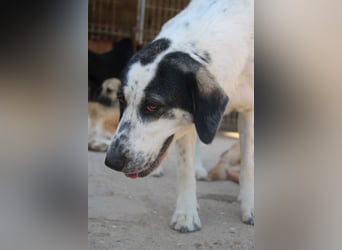 Ananda ❤️ liebe, treue Fellfreundin fürs Leben
