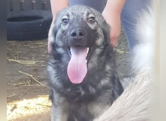 Zauberhafter Zorro - darf er einziehen? ❤