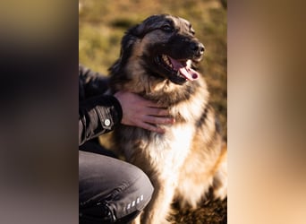Schenkst du Buster ein tolles Zuhause?