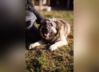 Schenkst du Buster ein tolles Zuhause?