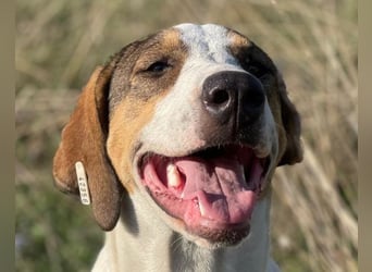 Nala ❤️ aktive, so verschmuste HSH-Mix Hündin