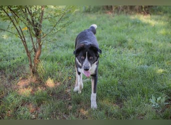 Akoni sucht ein Zuhause