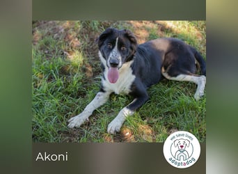 Akoni sucht ein Zuhause