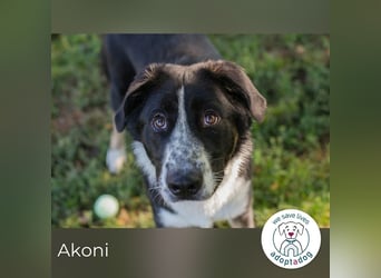 Akoni sucht ein Zuhause