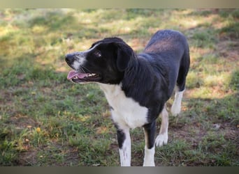 Akoni sucht ein Zuhause