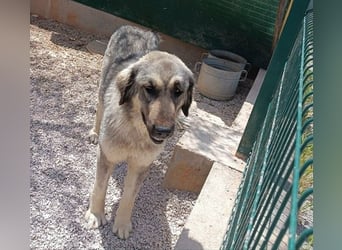 Nala, Herdenschutzhund Mischling sucht zuhause