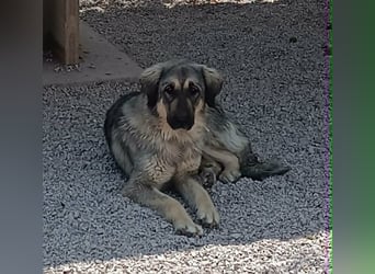 Nala, Herdenschutzhund Mischling sucht zuhause