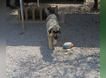 Nala, Herdenschutzhund Mischling sucht zuhause