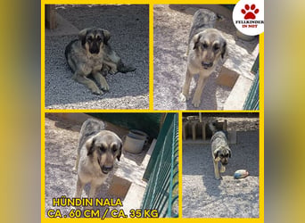 Nala, Herdenschutzhund Mischling sucht zuhause