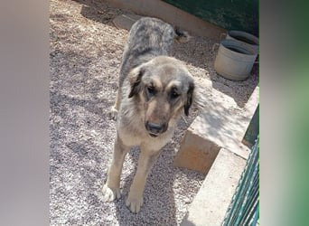 Nala, Herdenschutzhund Mischling sucht zuhause