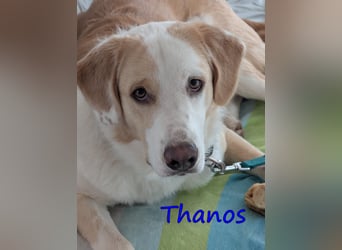 Thanos, geb. 07/2025 (GRC) - Junghund sucht neues Zuhause!