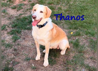 Thanos, geb. 07/2025 (GRC) - Junghund sucht neues Zuhause!