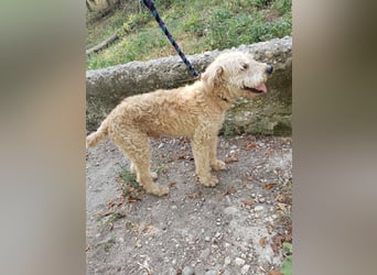 DUSTY - wo findet er sein Glück?