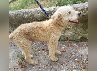DUSTY - wo findet er sein Glück?