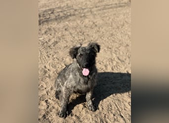 Villam - Neugieriger junger Entdecker sucht sein Zuhause