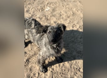 Villam - Neugieriger junger Entdecker sucht sein Zuhause