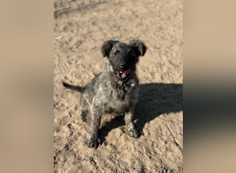 Villam - Neugieriger junger Entdecker sucht sein Zuhause