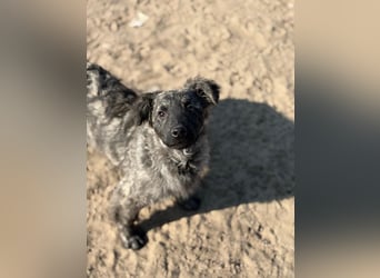 Villam - Neugieriger junger Entdecker sucht sein Zuhause