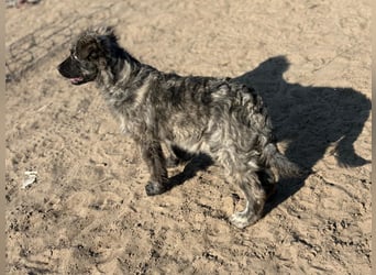 Villam - Neugieriger junger Entdecker sucht sein Zuhause