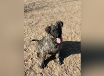 Villam - Neugieriger junger Entdecker sucht sein Zuhause