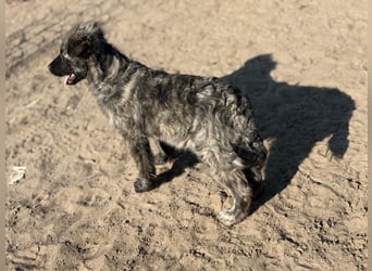 Villam - Neugieriger junger Entdecker sucht sein Zuhause