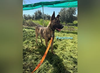 Panettone geb. 01/2023 (ESP) - liebevoller holländischer Schäferhund-Mix!