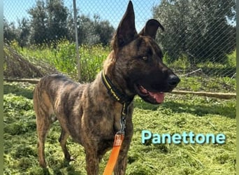 Panettone geb. 01/2023 (ESP) - liebevoller holländischer Schäferhund-Mix!