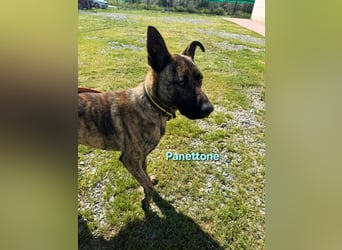 Panettone geb. 01/2023 (ESP) - liebevoller holländischer Schäferhund-Mix!