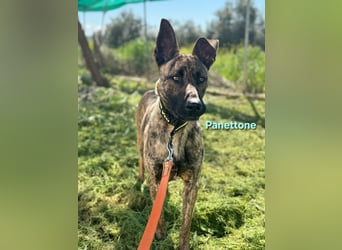 Panettone geb. 01/2023 (ESP) - liebevoller holländischer Schäferhund-Mix!