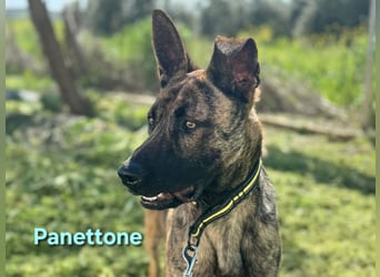 Panettone geb. 01/2023 (ESP) - liebevoller holländischer Schäferhund-Mix!