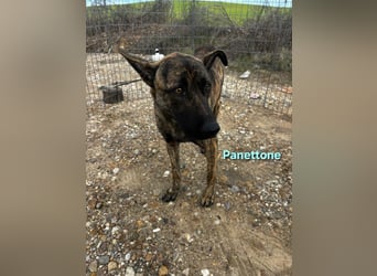 Panettone geb. 01/2023 (ESP) - liebevoller holländischer Schäferhund-Mix!