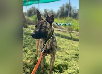 Panettone geb. 01/2023 (ESP) - liebevoller holländischer Schäferhund-Mix!