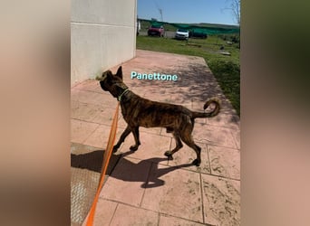 Panettone geb. 01/2023 (ESP) - liebevoller holländischer Schäferhund-Mix!