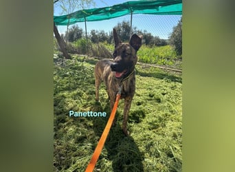 Panettone geb. 01/2023 (ESP) - liebevoller holländischer Schäferhund-Mix!